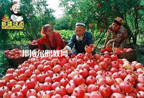 新疆喀什地區(qū)衛(wèi)生學校網(wǎng)站網(wǎng)址